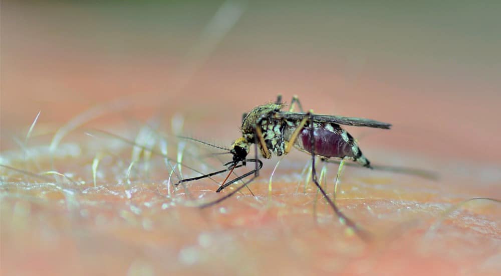 Valneva en passe de révolutionner la lutte contre le chikungunya avec le vaccin VLA1553 approuvé par l’EMA