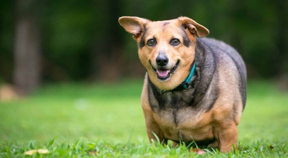 L’obésité chez le chien et le chat : que proposer en officine ?