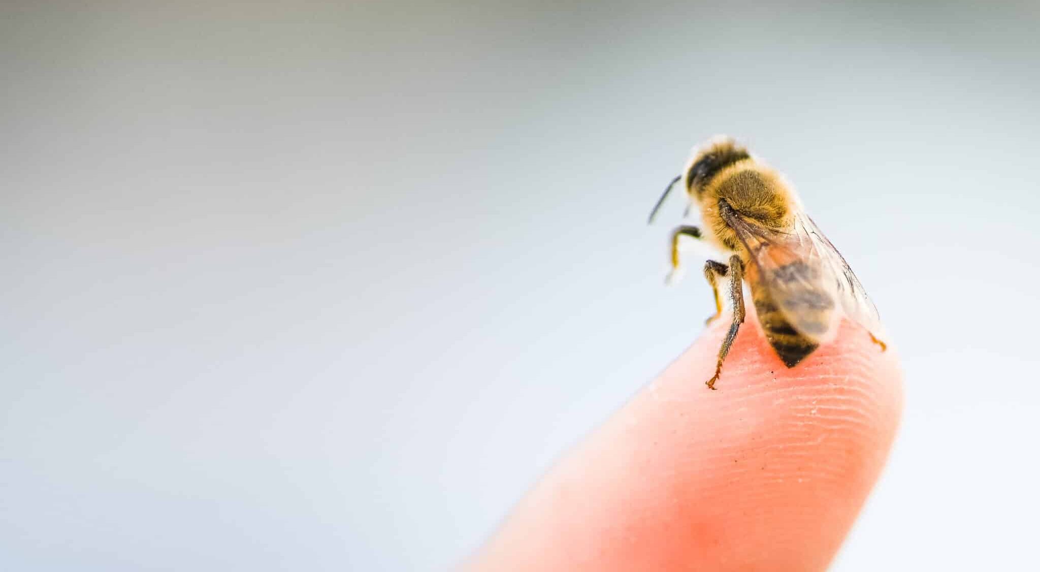 ALBEY : du nouveau dans le traitement des allergies aux venins d’abeilles et de guêpes.
