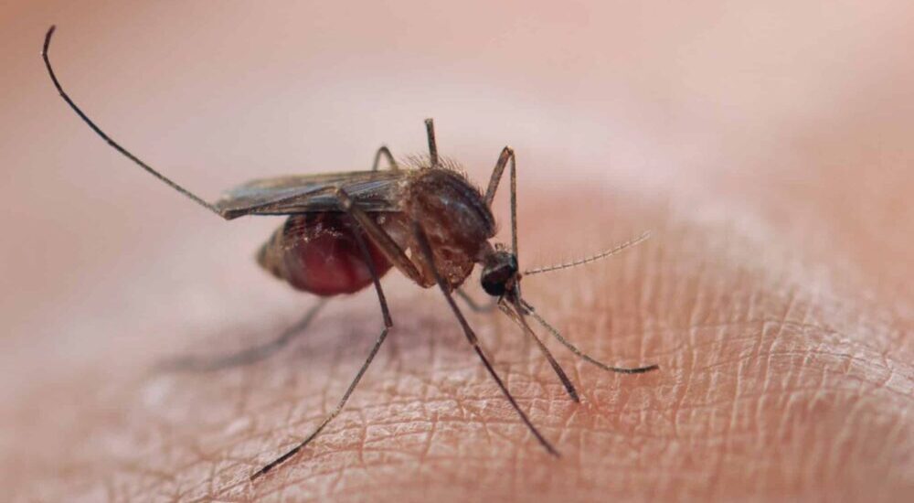 Prévention du paludisme : guide pratique au comptoir