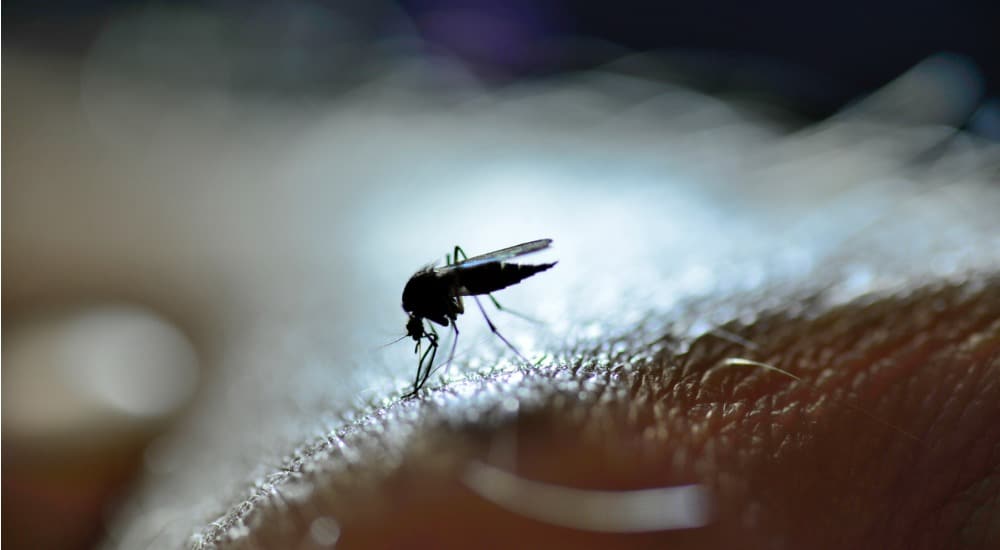 Alerte sanitaire : augmentation significative des cas de dengue importés en France