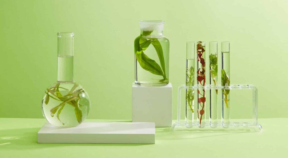dermatologie,laboratoire de biarritz,algues