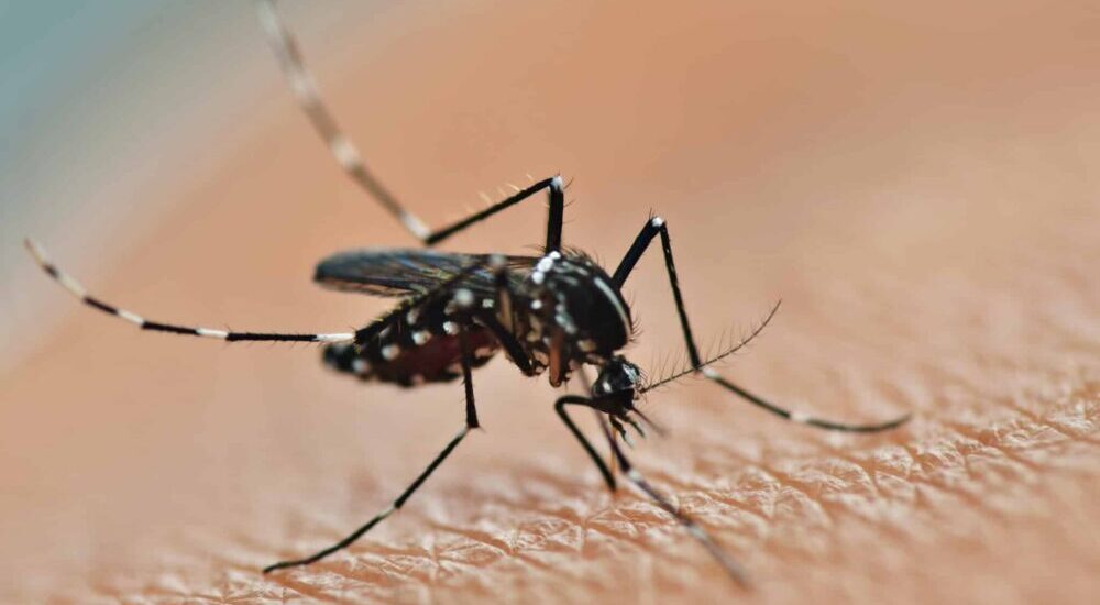 takeda,dengue,moustique
