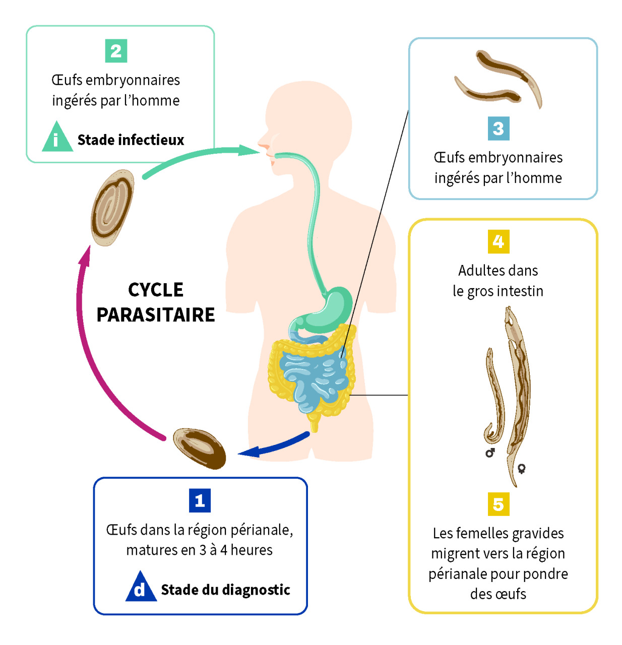 Cycle parasitaire
