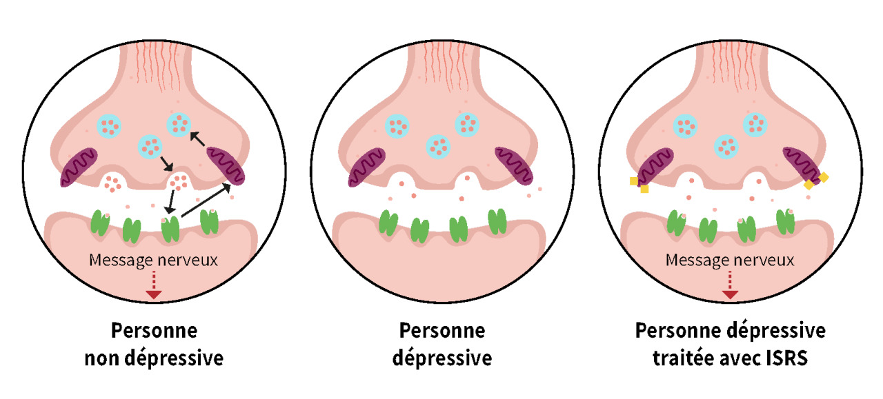 Neuromédiateurs : les clés de l'action antidépresseur
