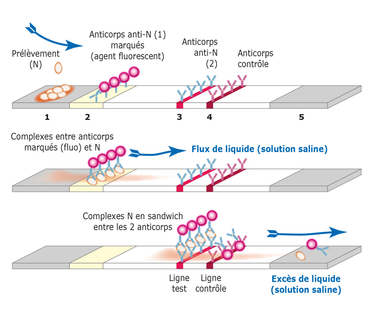 Le principe du sandwich