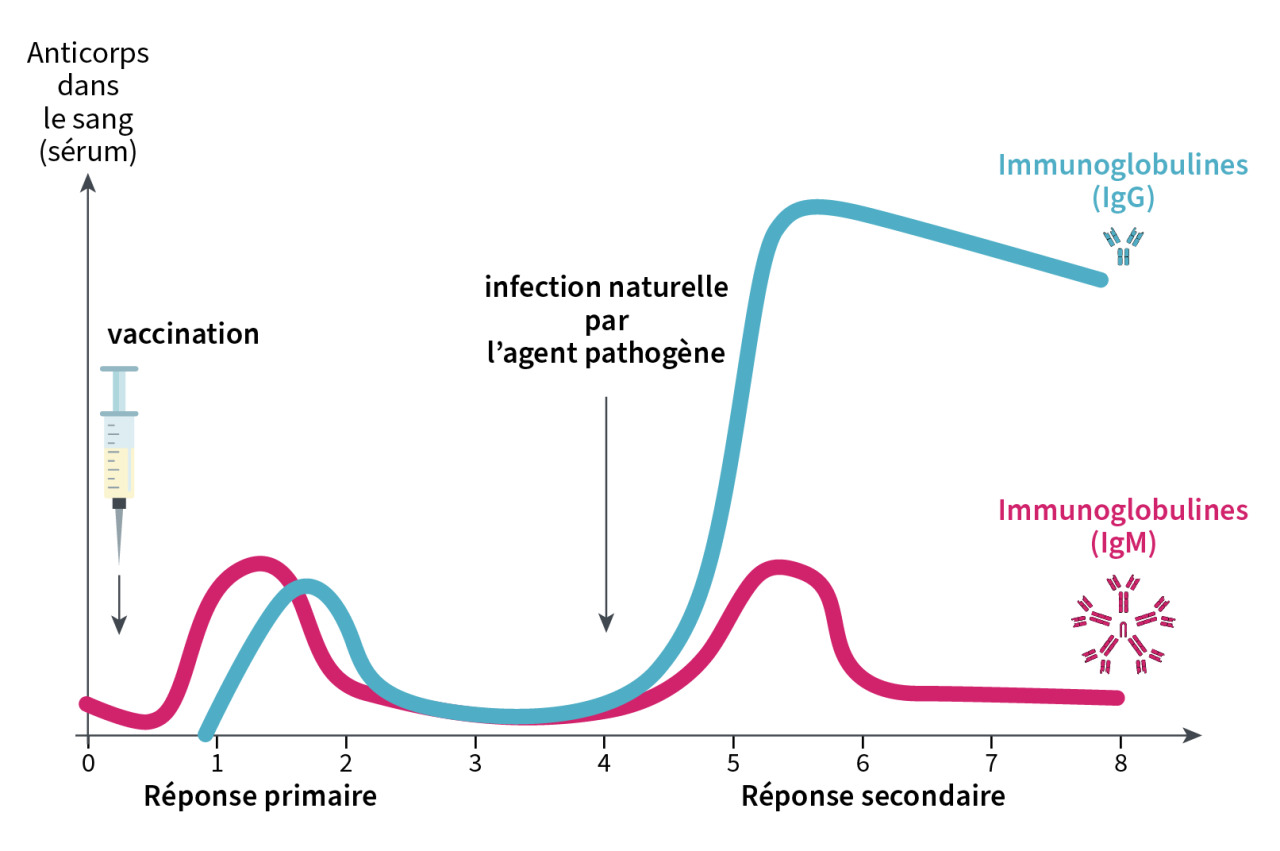 Vaccination et réponse mémoire